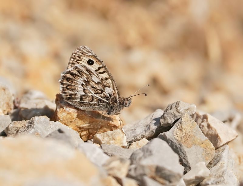 Grauwe Heremiet / Grey Asian Grayling