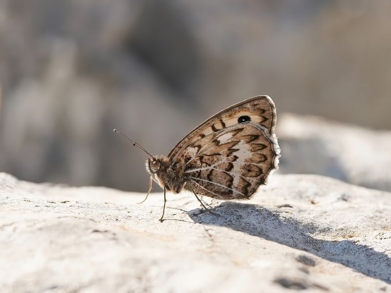 Grauwe Heremiet / Grey Asian Grayling