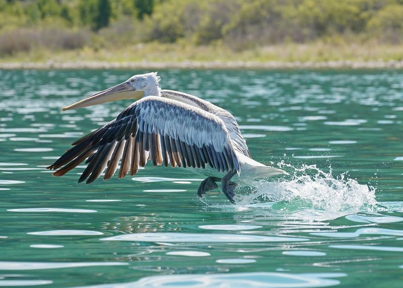 Kroeskoppelikaan / Dalmatian Pelican
