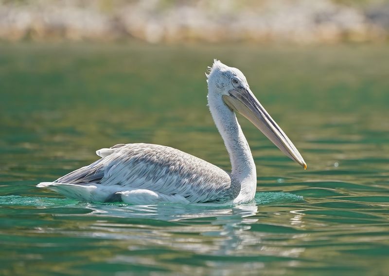 Kroeskoppelikaan / Dalmatian Pelican