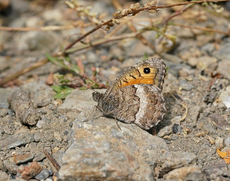Oranje Steppevlinder / False Grayling
