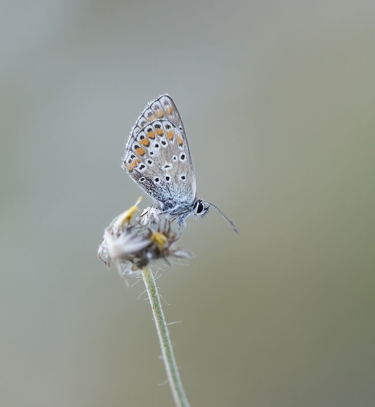 Vals Bruin Blauwtje / Northern Brown Argus