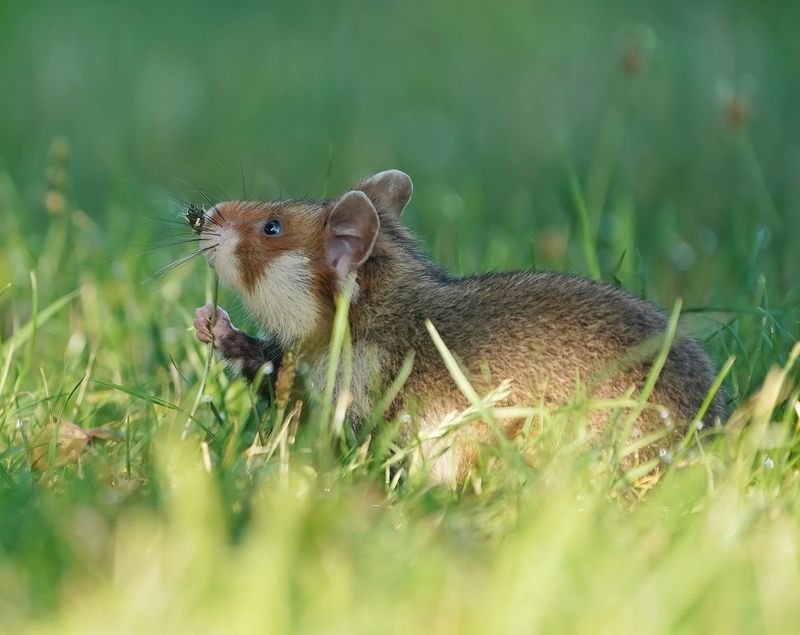 Europese Hamster / European Hamster