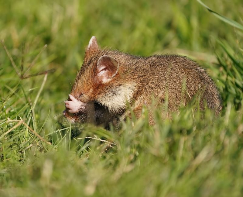 Europese Hamster / European Hamster