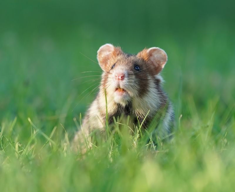 Europese Hamster / European Hamster