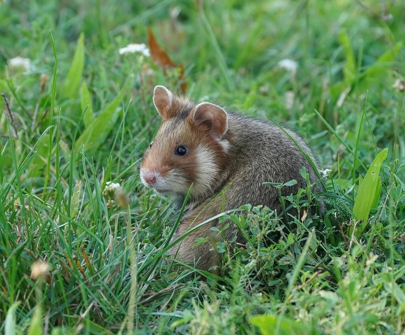 Europese Hamster / European Hamster