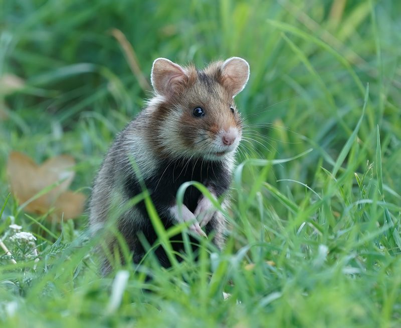 Europese Hamster / European Hamster