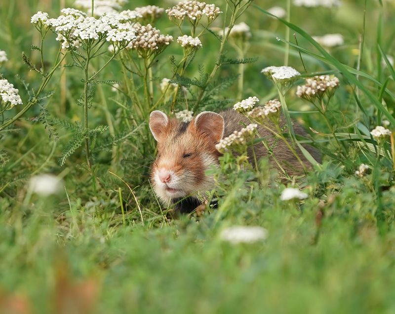 Europese Hamster / European Hamster