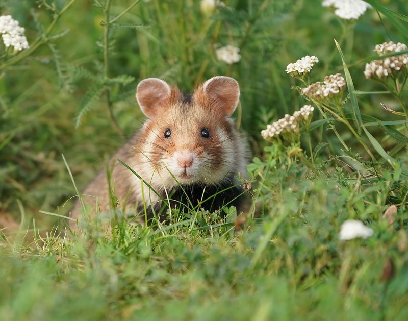 Europese Hamster / European Hamster