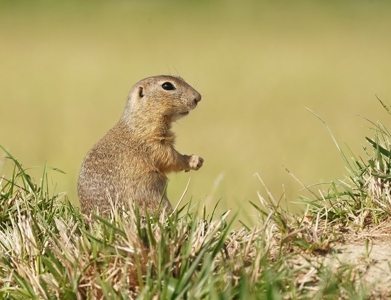 Siesel / European Ground Squirrel