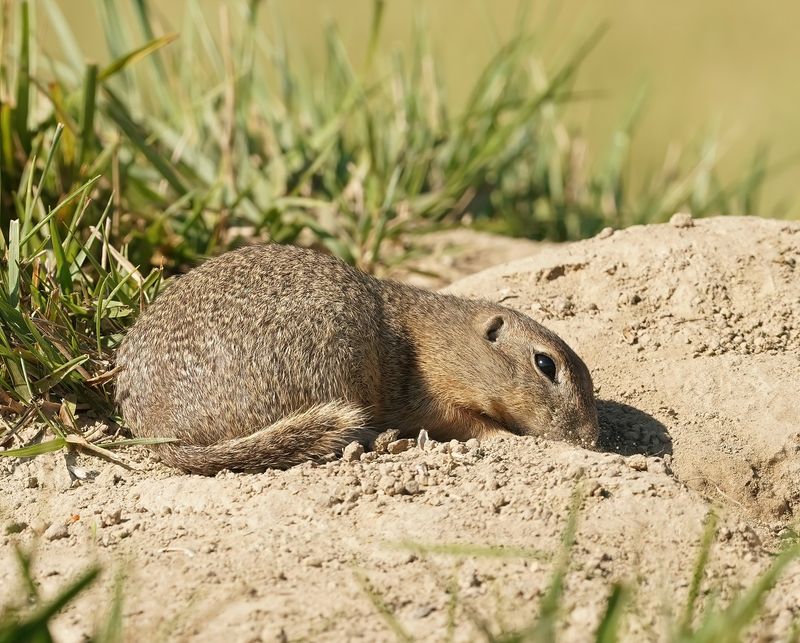 Siesel / European Ground Squirrel