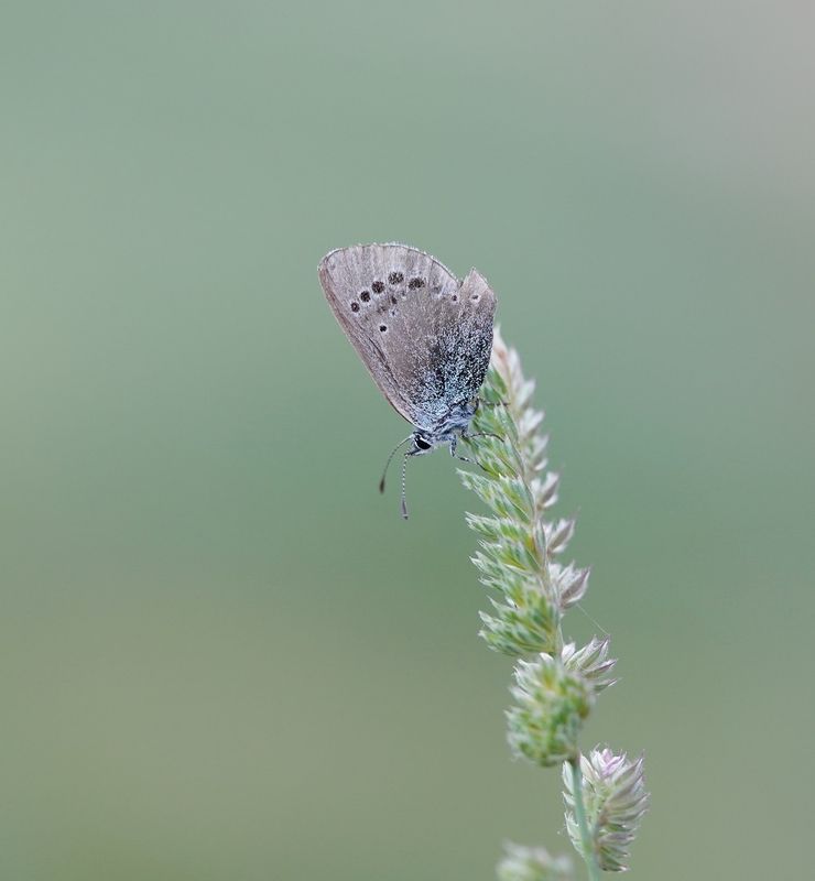 Spaans Bloemenblauwtje / Black-eyed Blue