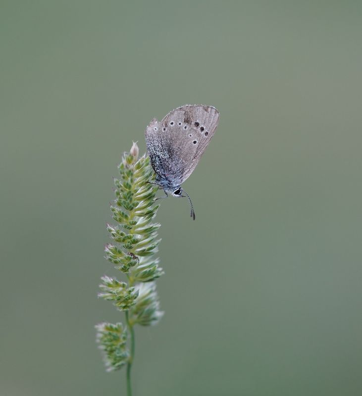 Spaans Bloemenblauwtje / Black-eyed Blue
