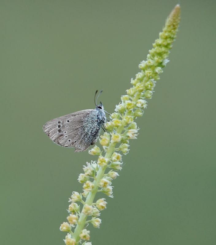 Spaans Bloemenblauwtje / Black-eyed Blue