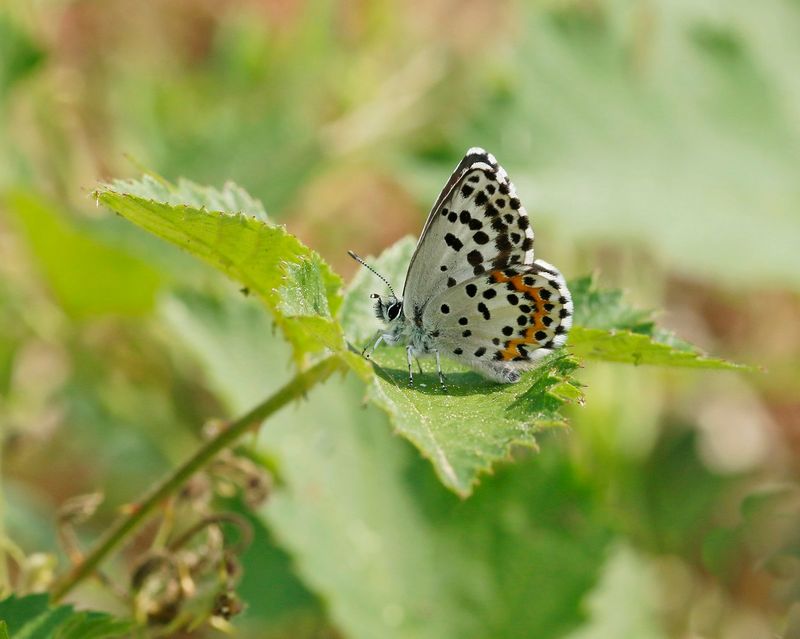 Vetkruidblauwtje / Chequered Blue