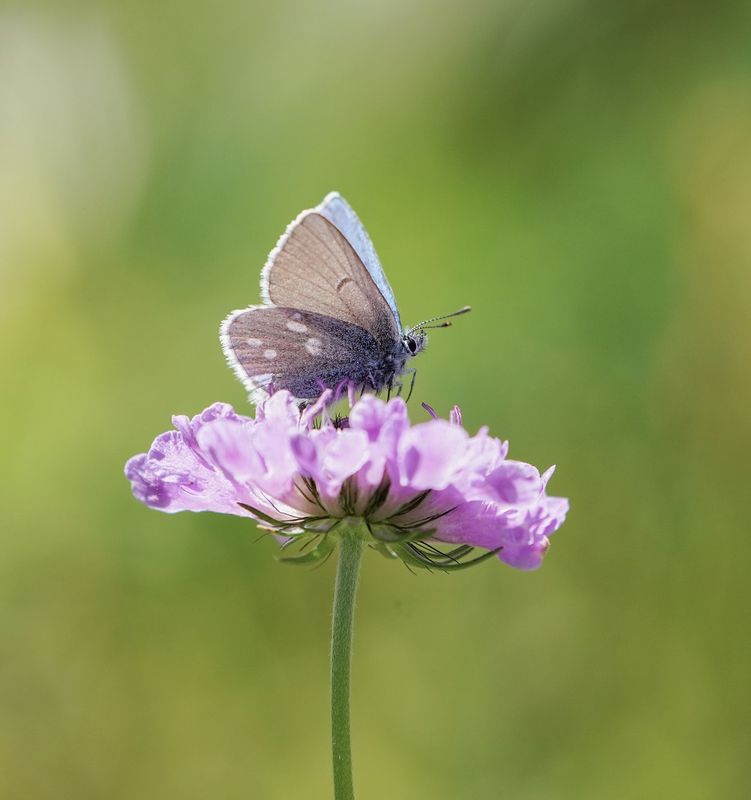 Alpenblauwtje / Alpine Argus