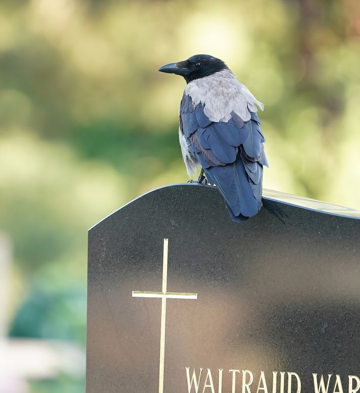 Bonte Kraai / Hooded Crow