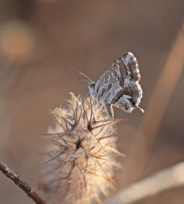 Geraniumblauwtje / Geranium Bronze