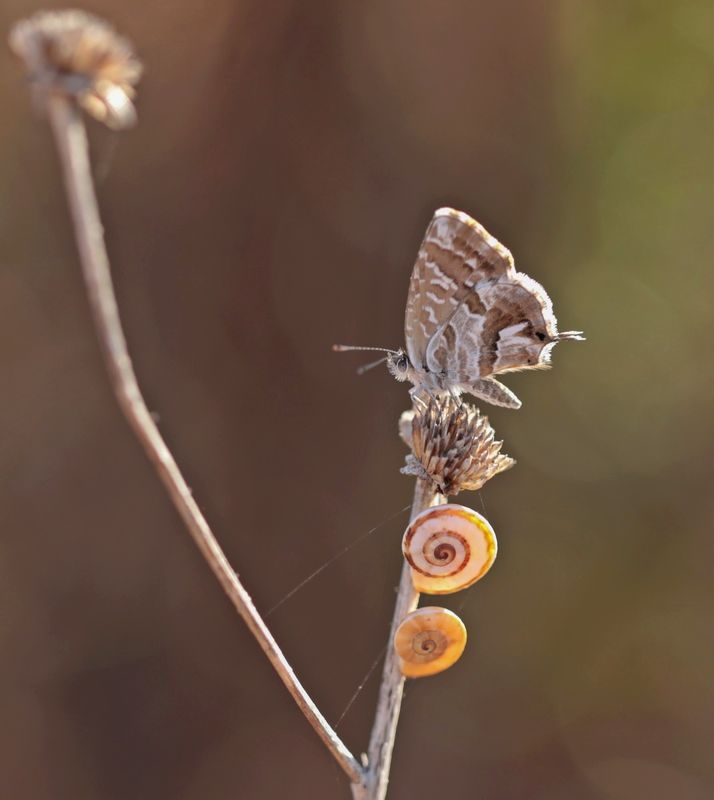 Geraniumblauwtje / Geranium Bronze