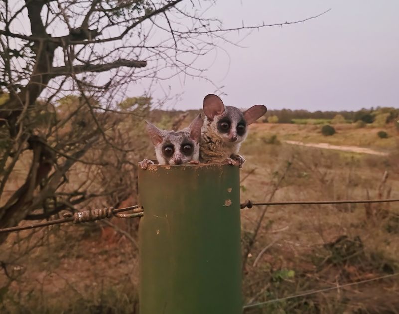 Nagapie / Lesser Bushbaby
