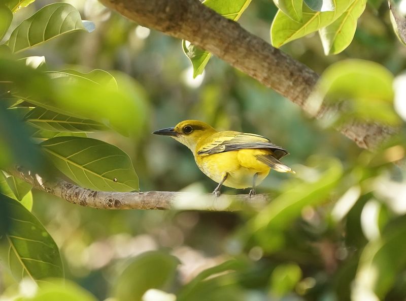 Afrikaanse Wielewaal / African Golden Oriole