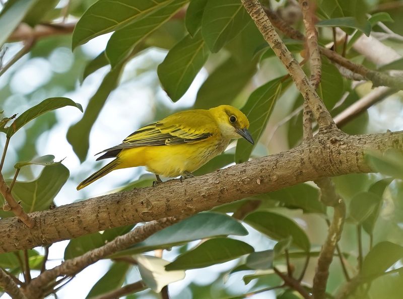 Afrikaanse Wielewaal / African Golden Oriole
