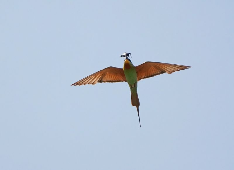 Groene Bijeneter / Blue-cheeked Bee-eater