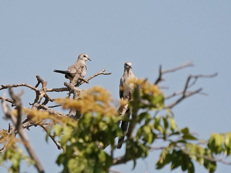 Maskerduif / Namaqua Dove