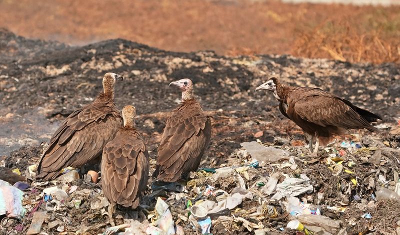 Kapgier / Hooded Vulture