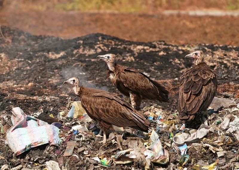 Kapgier / Hooded Vulture