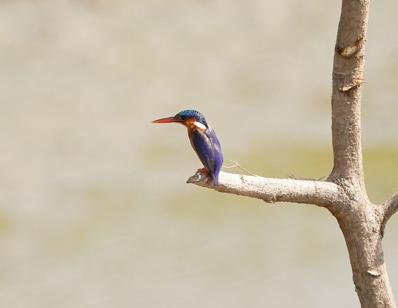 Malachietijsvogel / Malachite Kingfisher