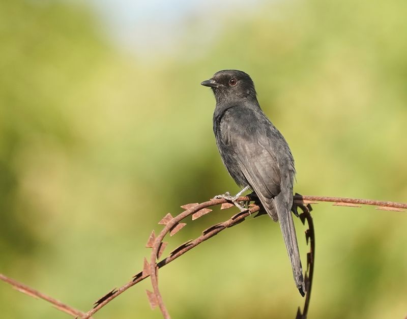 Senegalese Drongovliegenvanger / Northern Black-Flycatcher