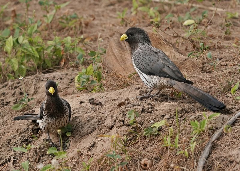Grijze Bananeneter / Western Grey Plantain-eater