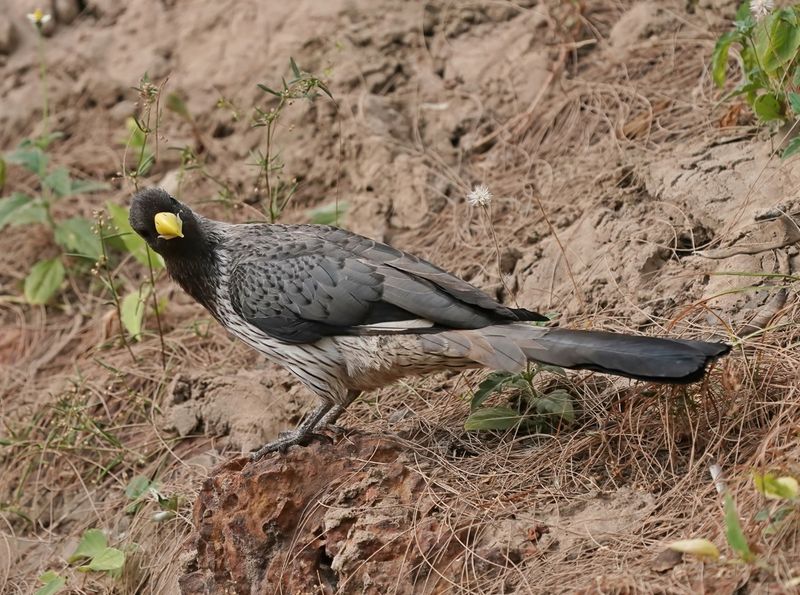 Grijze Bananeneter / Western Grey Plantain-eater