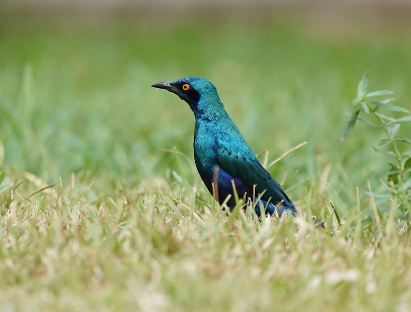 Groenstaartglansspreeuw / Greater Blue-eared Starling