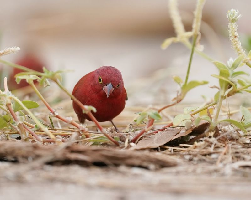 Vuurvink / Red-billed Firefinch