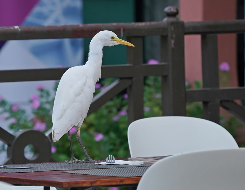 Koereiger / Cattle Egret