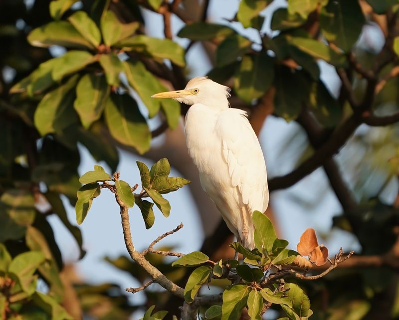 Koereiger / Cattle Egret