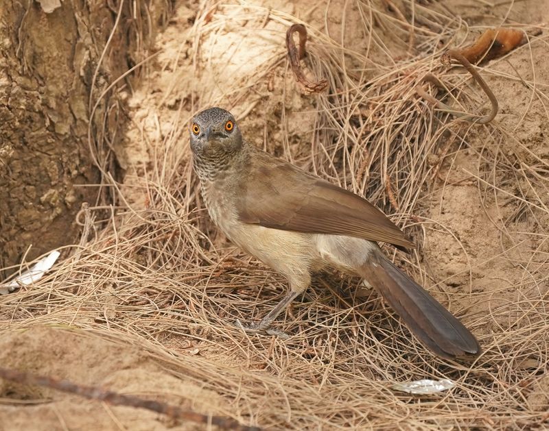 Sahelbabbelaar / Brown Babbler
