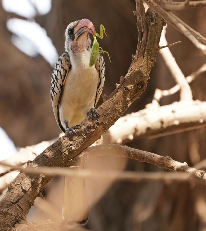 Westelijke Roodsnaveltok / Western Red-billed Hornbill