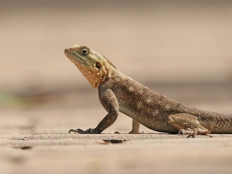 Kolonistenagame / Common Agame