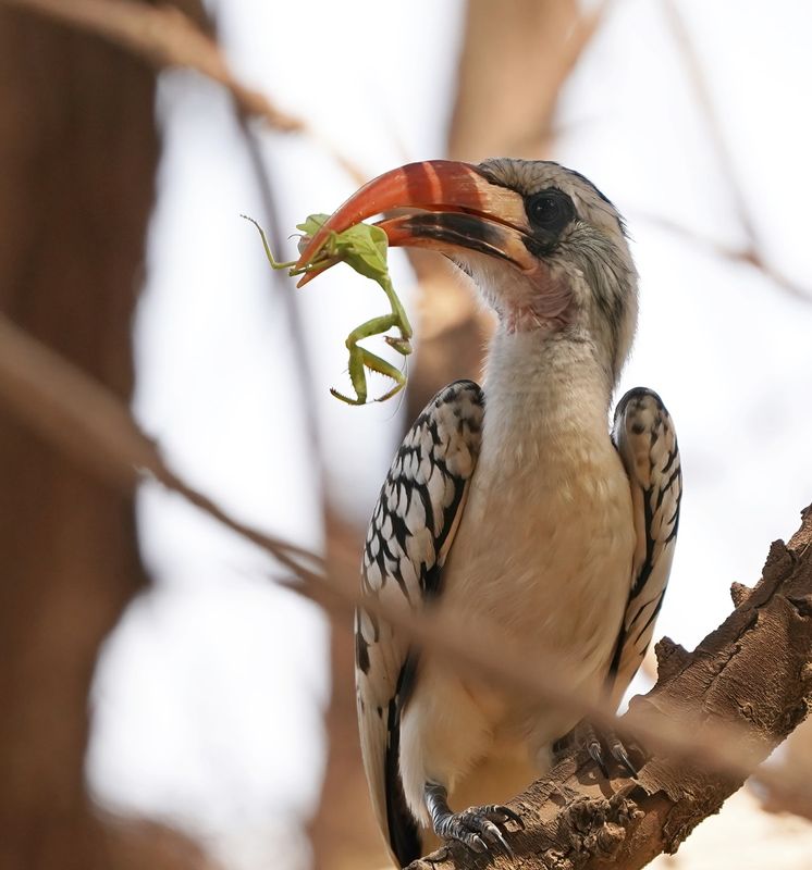 Westelijke Roodsnaveltok / Western Red-billed Hornbill