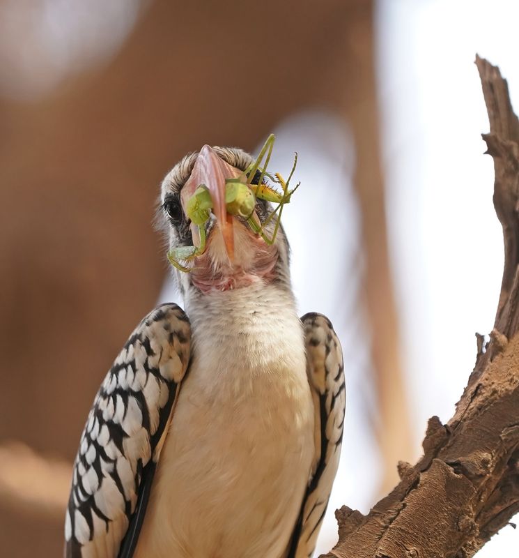 Westelijke Roodsnaveltok / Western Red-billed Hornbill