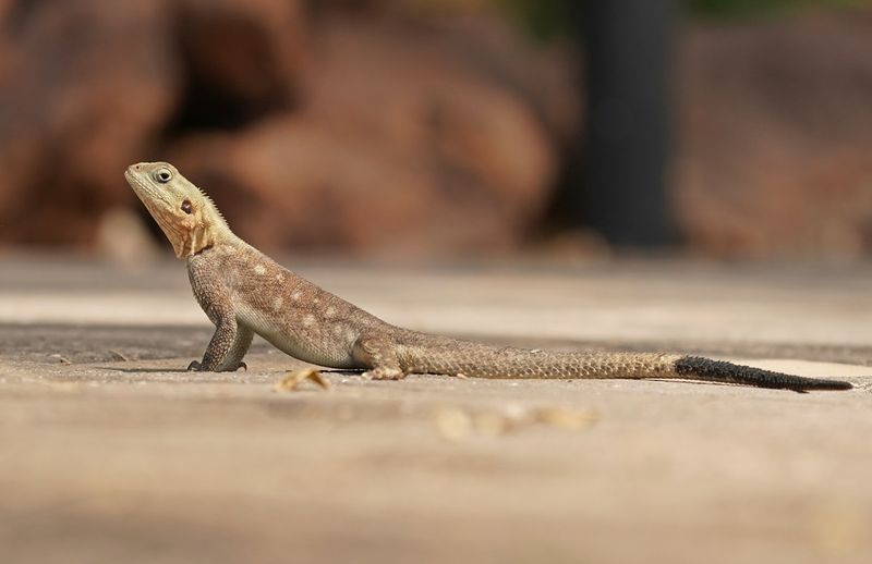 Kolonistenagame / Common Agame