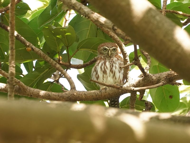 Geparelde Dwerguil / Pearl-spotted Owlet