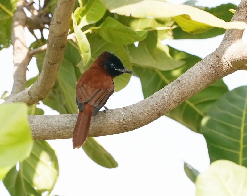 Roodbuikparadijsmonarch / Red-bellied Paradise Flycatcher