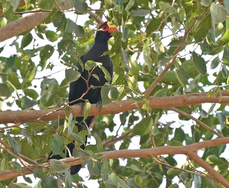 Violette Toerako / Violet Turaco