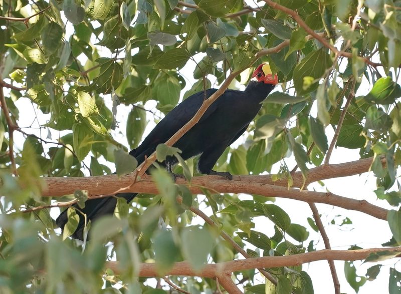 Violette Toerako / Violet Turaco