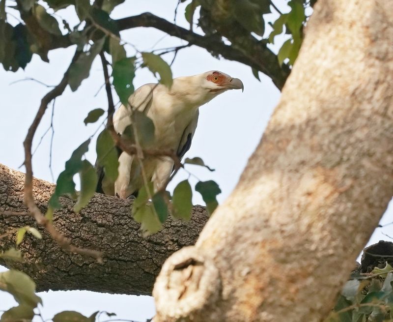 Palmgier / Palm-nut Vulture