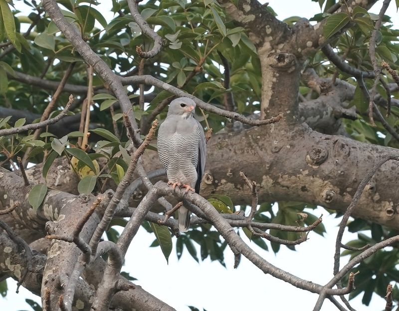 Hagedisbuizerd / Lizard Buzzard